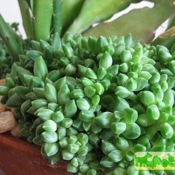 Pachyphytum