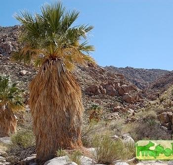 Washingtonia filifera