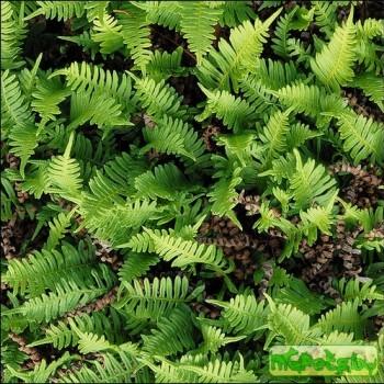 Polypodium