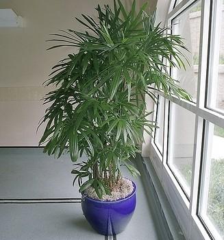Rhapis L. f.