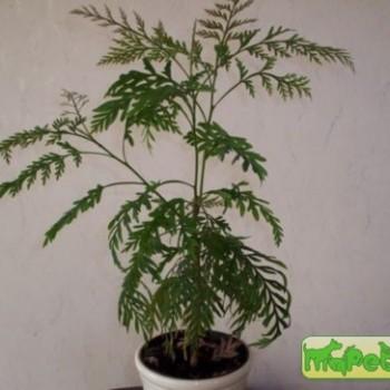 Grevillea