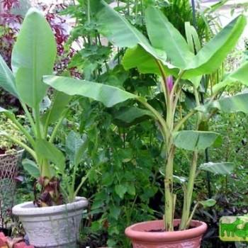 Musa