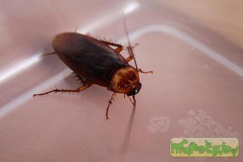 Periplaneta americana