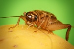 Acheta domesticus