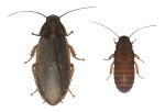 Nauphoeta cinerea