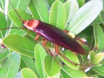 Periplaneta americana