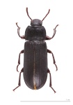 Tenebrio molitor