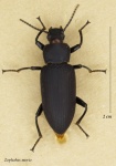 Zophobas morio