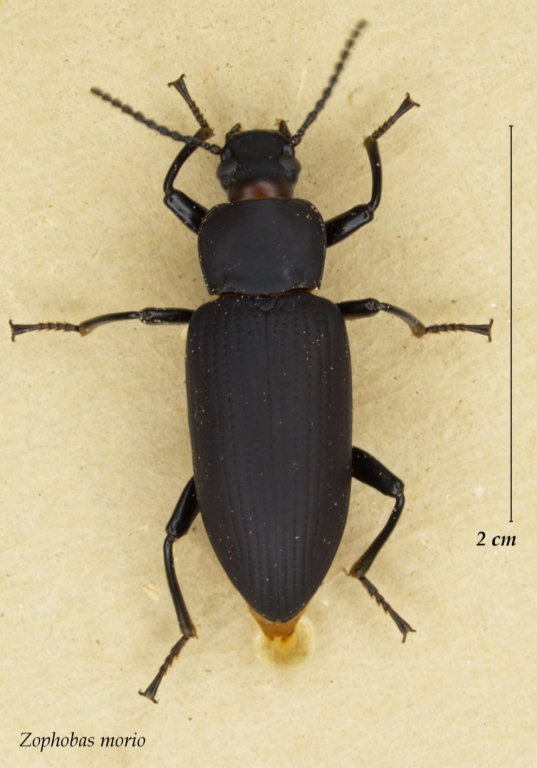 Zophobas morio