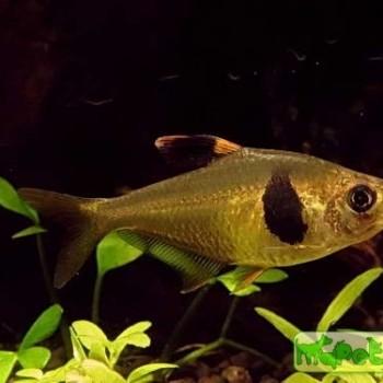 Hyphessobrycon takasei