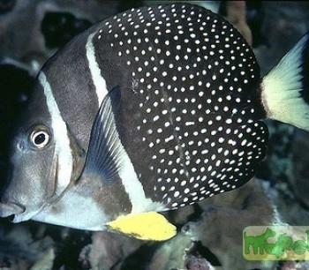 Acanthurus guttatus