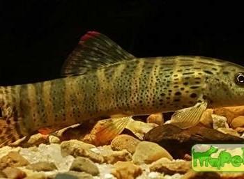 Syncrossus berdmorei (Botia berdmorei)