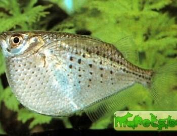 Gasteropelecus maculatus