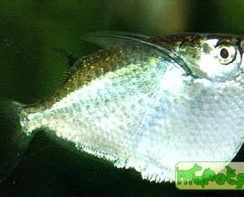 Thoracocharax stellatus