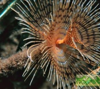 Spirographis sp.
