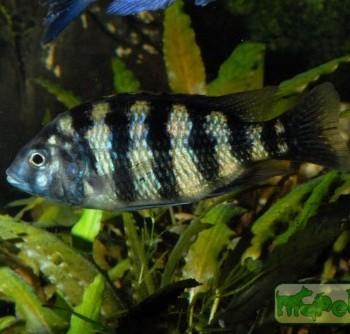 Placidochromis johnstoni