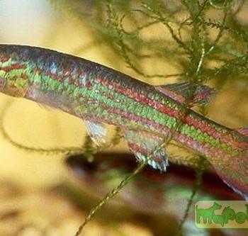 Aphyosemion primigenium