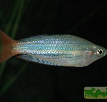 Melanotaenia papuae