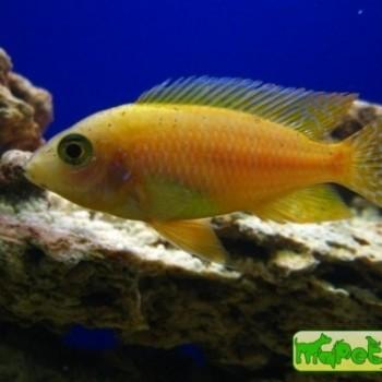 Aulonocara sp. «Rose»