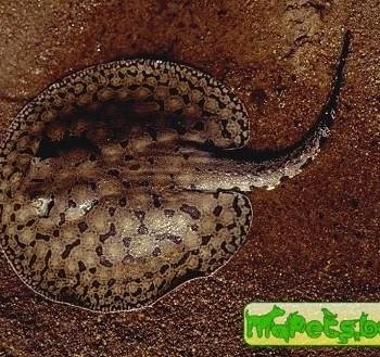 Potamotrygon orbignyi (P. reticulatus)