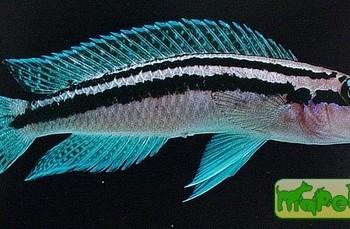 Julidochromis dickfeldi