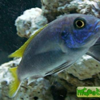 Gephyrochromis moorii