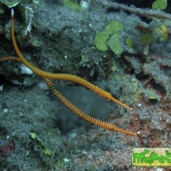 doryrhamphus multiannulatus