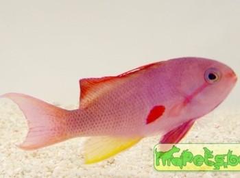Pseudanthias cheirospilos