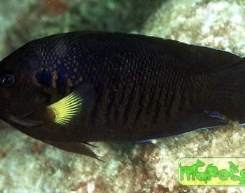 centropyge flavipectoralis