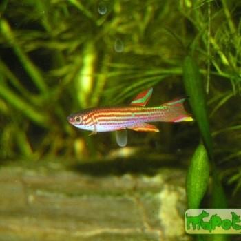 Aphyosemion striatum