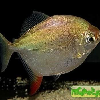 Myloplus rubripinnis (Myleus rubripinnis)