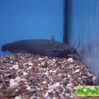 Heteropneustes fossilis