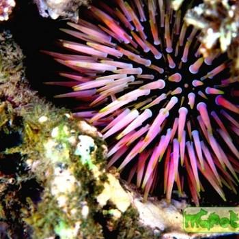 Echinometra sp.