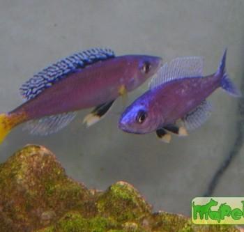 Cyprichromis leptosoma