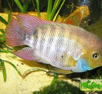 Archocentrus sajica