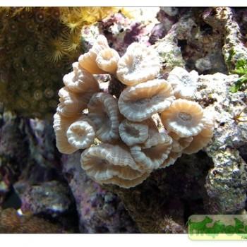 Caulastrea sp.