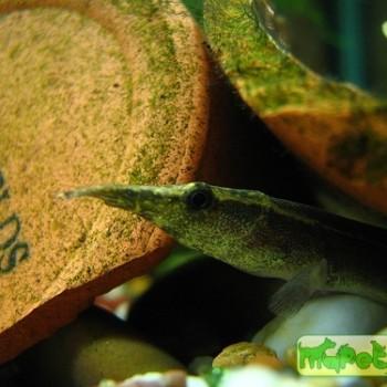 Macrognathus aculeatus
