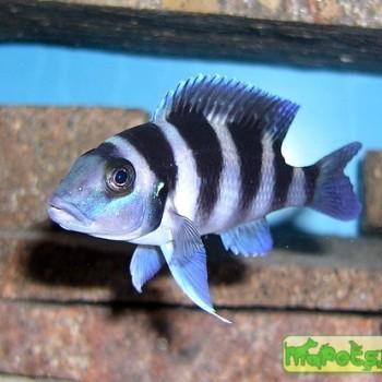 Neolamprologus tretocephalus