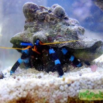 Calcinus elegans