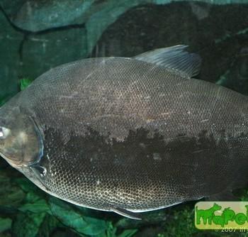 Colossoma macropomum