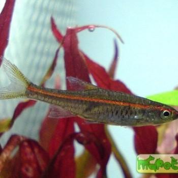 Rasbora pauciperforata