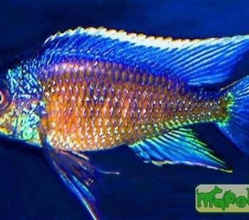 Copadichromis verduyni