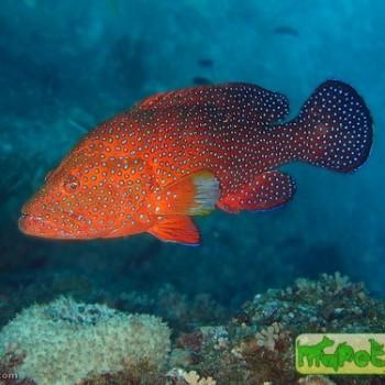 Cephalopholis miniata