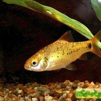 Puntius semifasciolatus var. schuberti (Barbus semifasciolatus, Puntius sachsi)