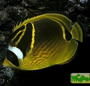 Chaetodon lunula