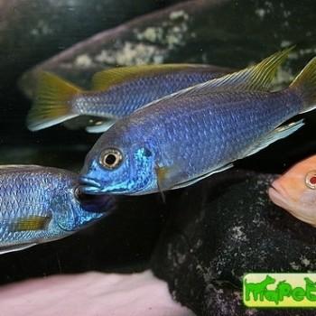 Pseudotropheus sp.»Acei»