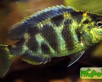Nimbochromis venustus