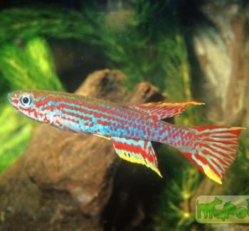 Aphyosemion mirabile