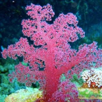 Dendronephthya sp.