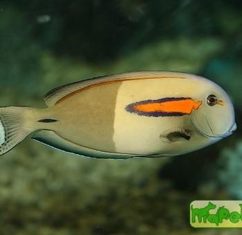 Acanthurus olivaceus